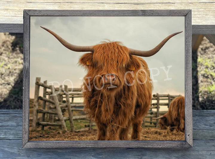 Red Highland Cow Print