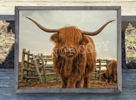 Copy of Red Highland Cow Print